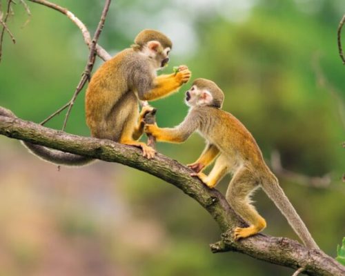 Monkey-In-The-Amazon-Ecuador-1600x900-1-600x463